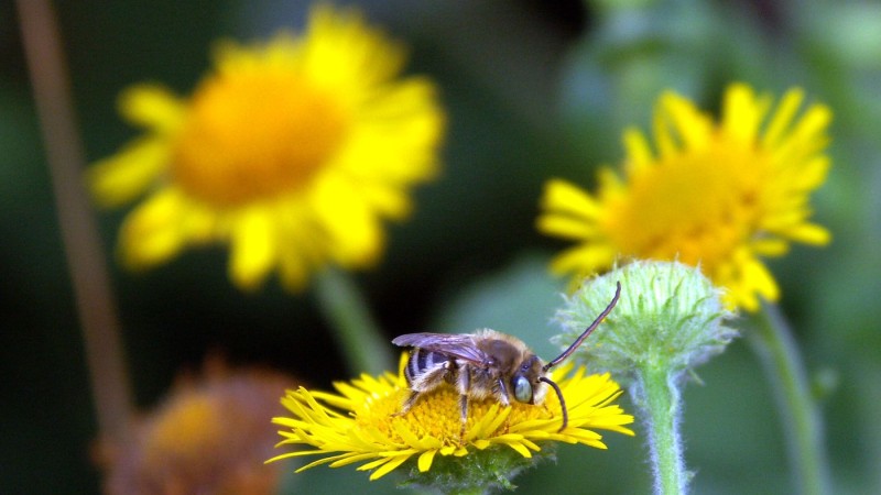 Les Insectes Pollinisateurs | Pollinis’actions