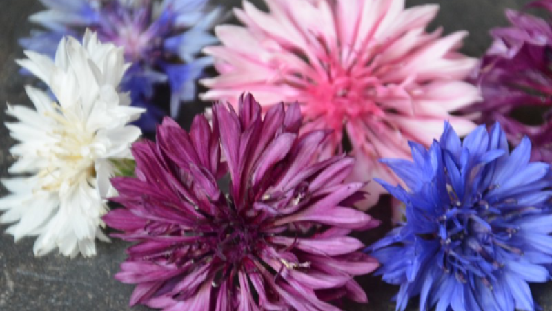 Bleuets horticoles aux pétales et couleurs modifiés