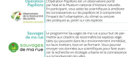 Sciences participatives sur les pollinisateurs