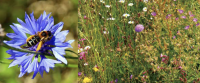 Faire pousser des zones de prairie