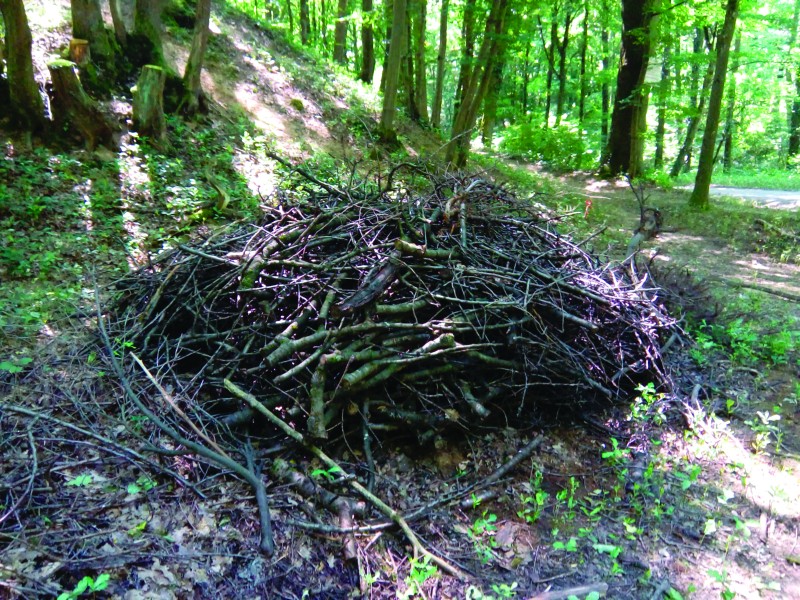 Installer un hôtel à insectes n’est pas une solution pour les abeilles !