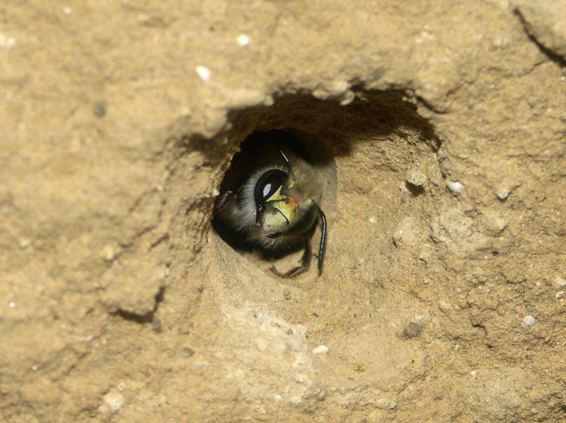 Mosaïques d’habitats, aménagements fonctionnels et végétalisation