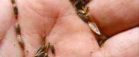 Se fournir en plantes sauvages et locales